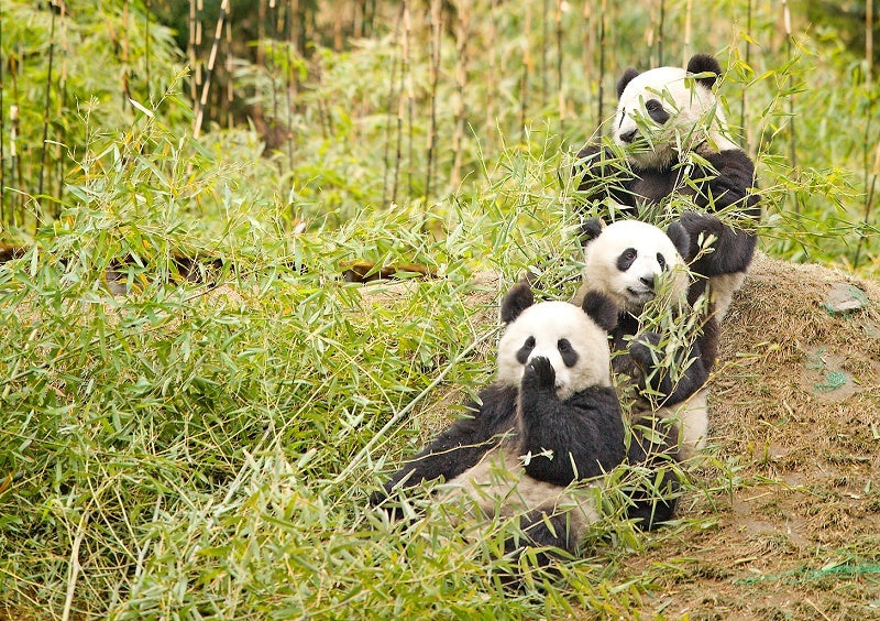 What is a Group of Pandas Called?