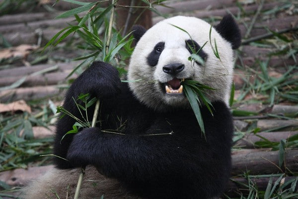Big Boy Bamboo Presents Cute, Funny Panda Videos from the Internet